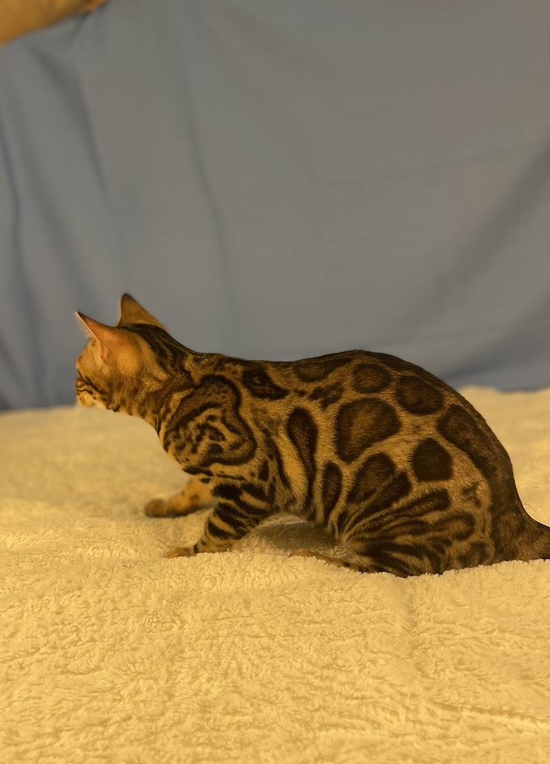 Sea Forest Bengals - Bengal Cattery in Florida photo 2