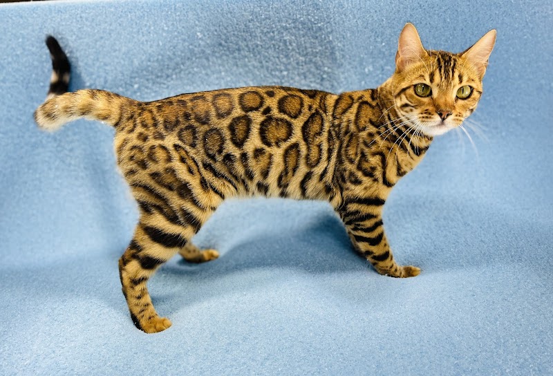 Photo of Sea Forest Bengals - Bengal Cattery in Florida