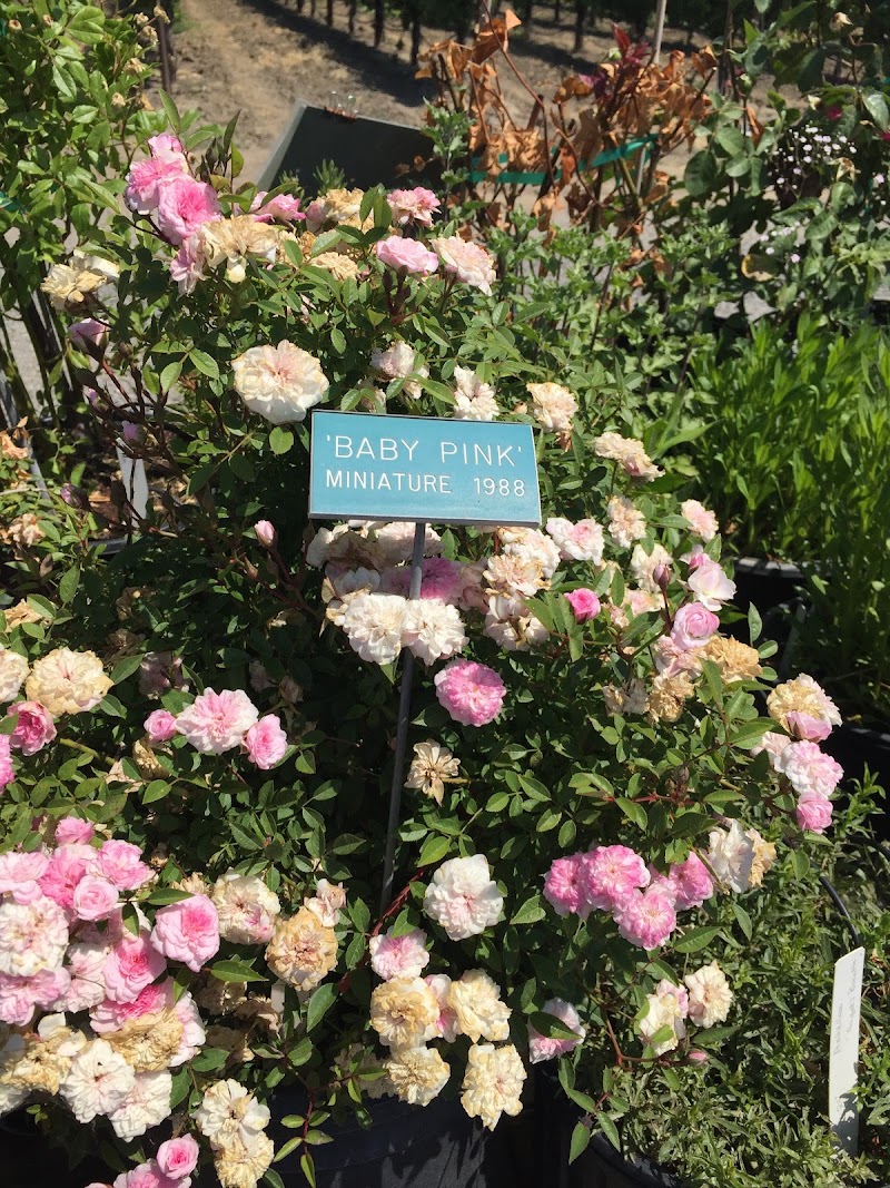 Russian River Rose Co photo 3