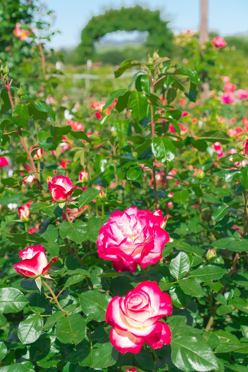 Russian River Rose Co photo 2