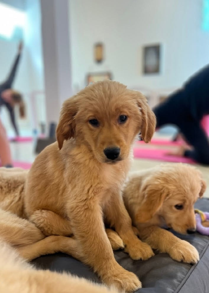 Photo of Puppy Paws Yoga Redwood City
