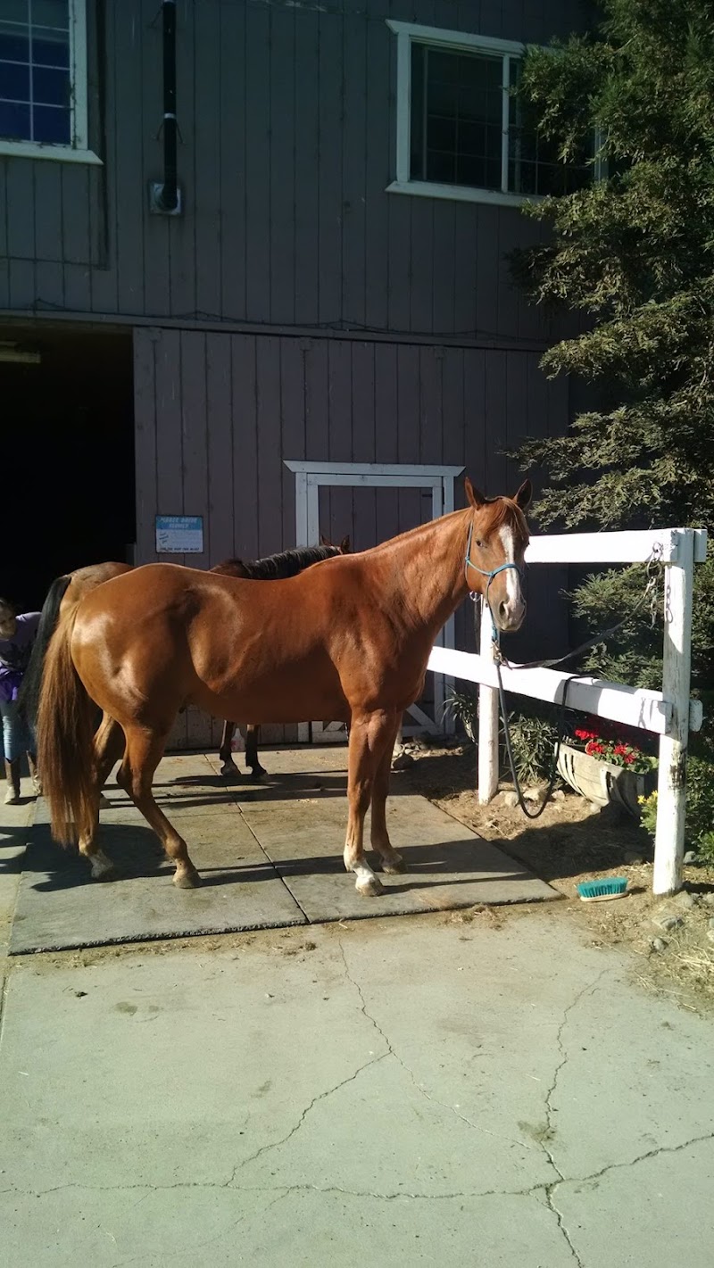 Little Wing Stable photo 5