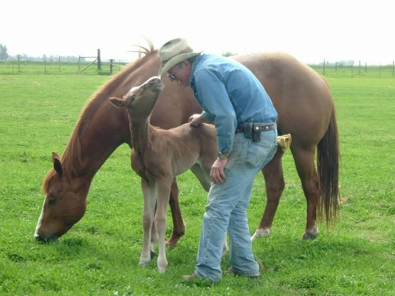 Little Wing Stable photo 2