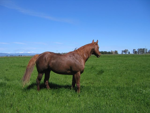 Photo of Little Wing Stable