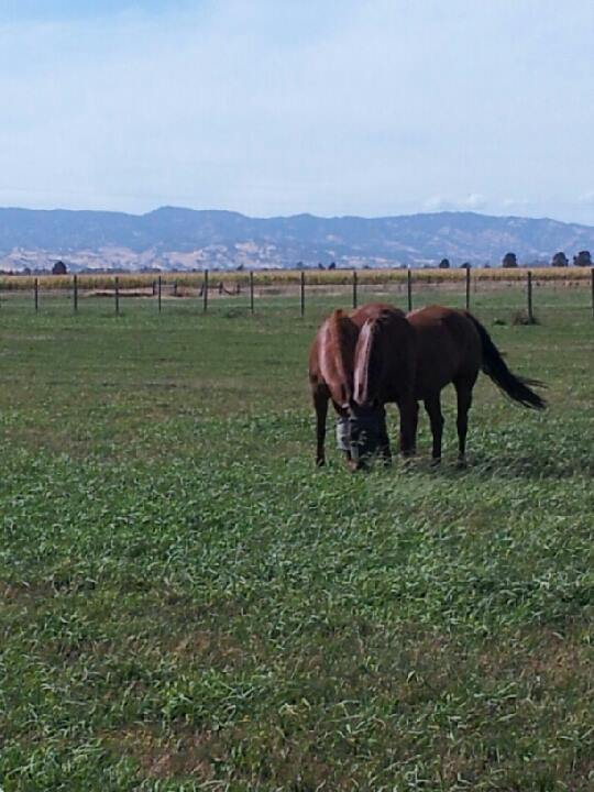 Little Wing Stable photo 3