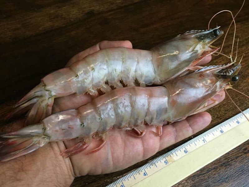 Shrimp Guy photo 2