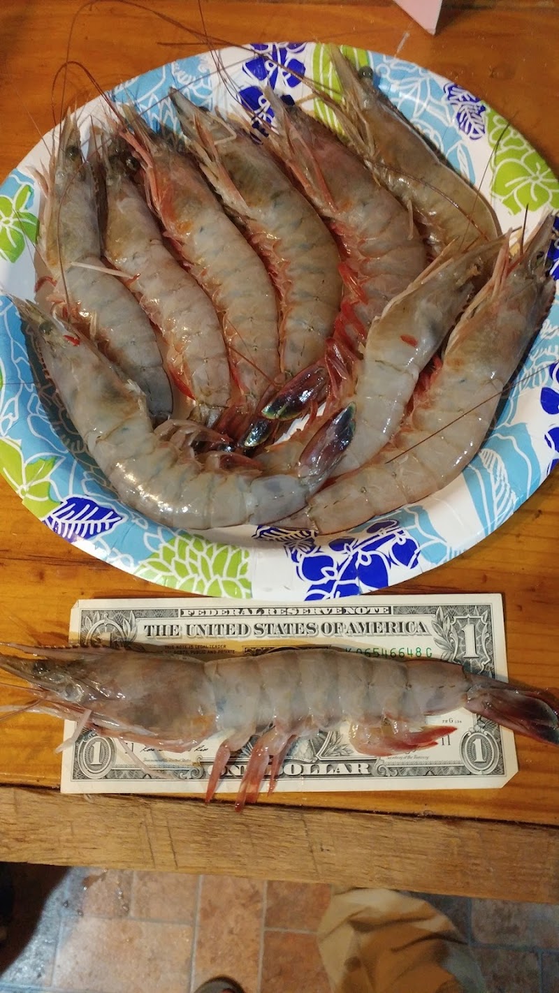Shrimp Guy photo 3