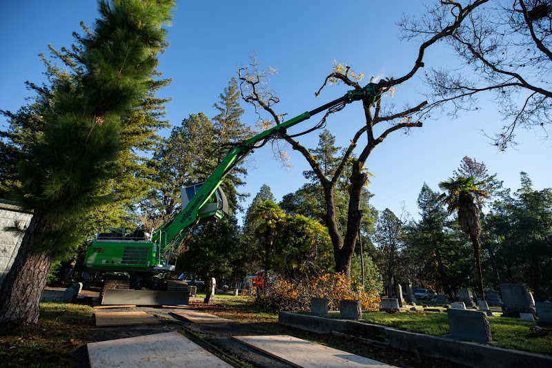 Photo of Signature Tree Solutions