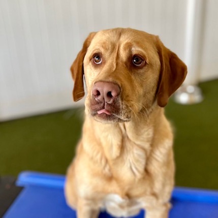 HeartStrings Pet Resort and Daycare photo 2