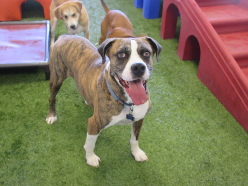 HeartStrings Pet Resort and Daycare photo 3