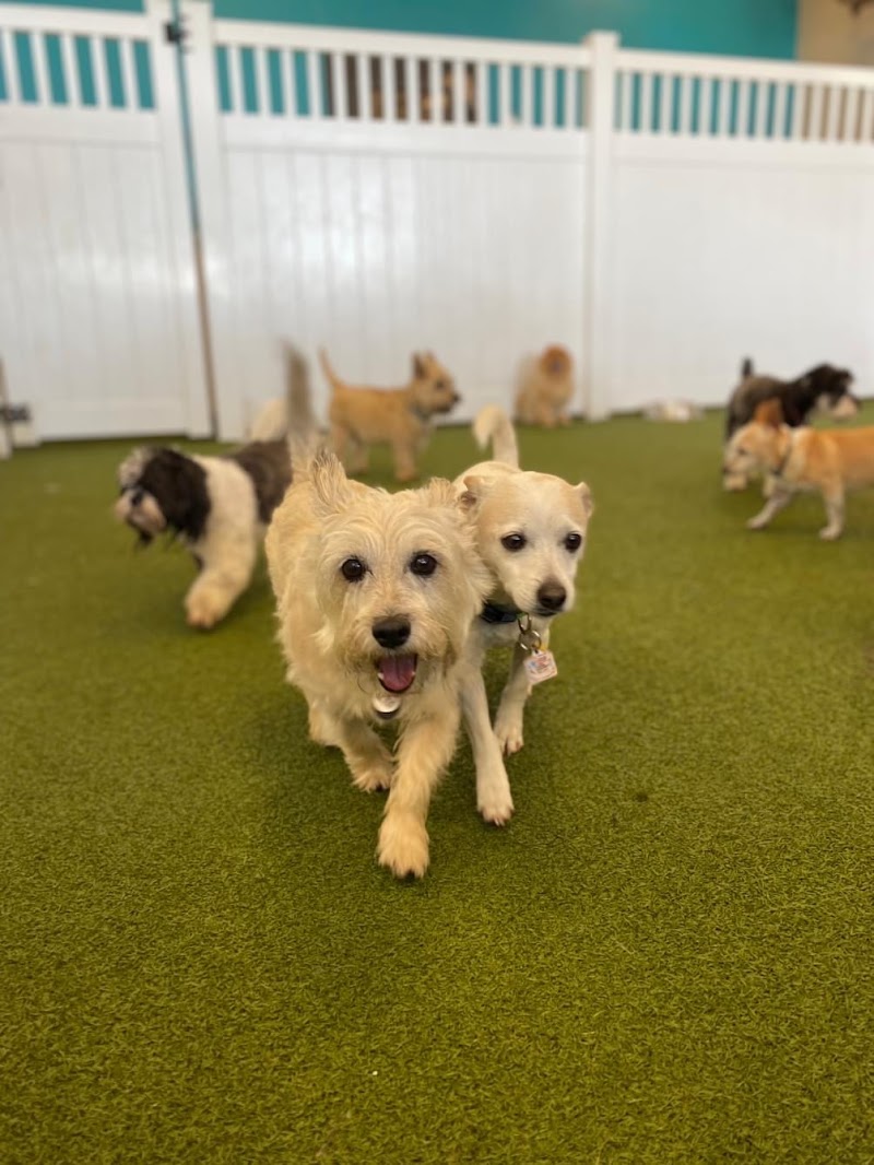 Photo of HeartStrings Pet Resort and Daycare