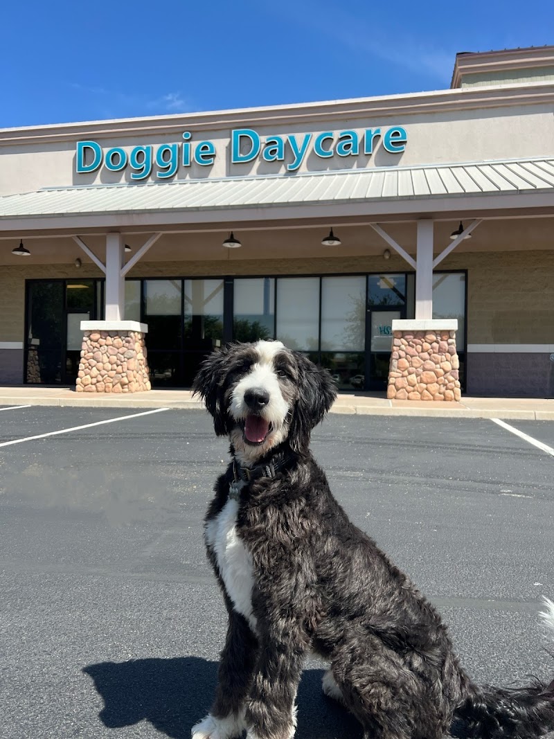 HeartStrings Pet Resort and Daycare photo 4
