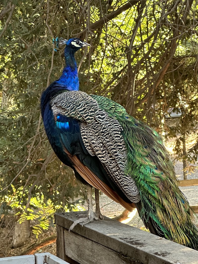 Picchetti Ranch photo 5