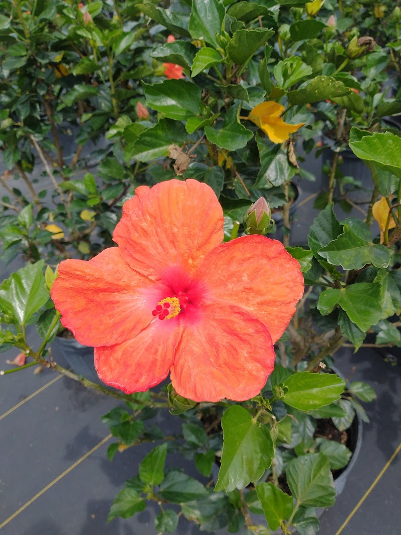 Aventura Nursery & Landscape Inc photo 5