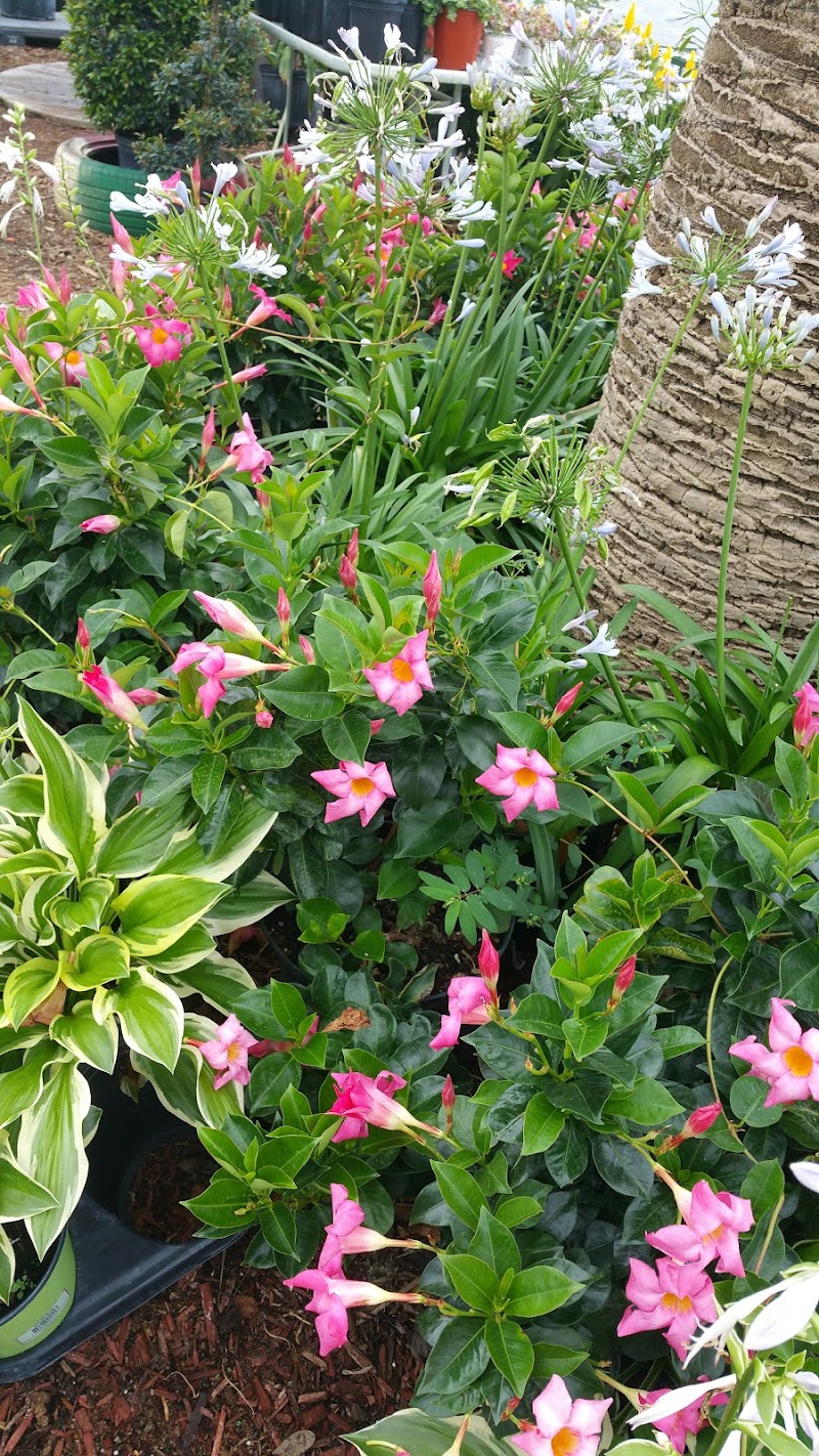 Aventura Nursery & Landscape Inc photo 3