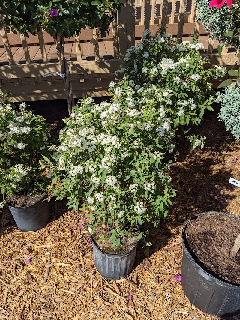 Aventura Nursery & Landscape Inc photo 4