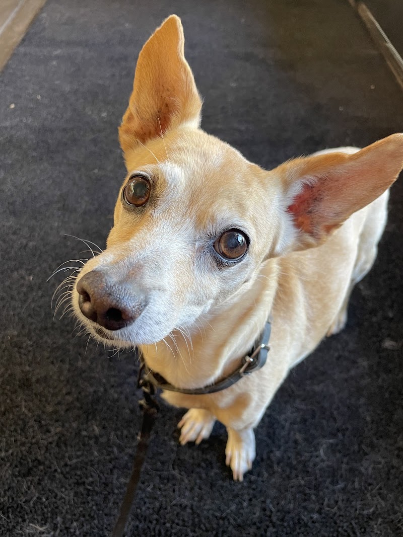 Photo of Animal Medical Center of Healdsburg