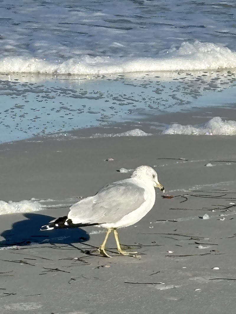 Belleair Sands photo 5