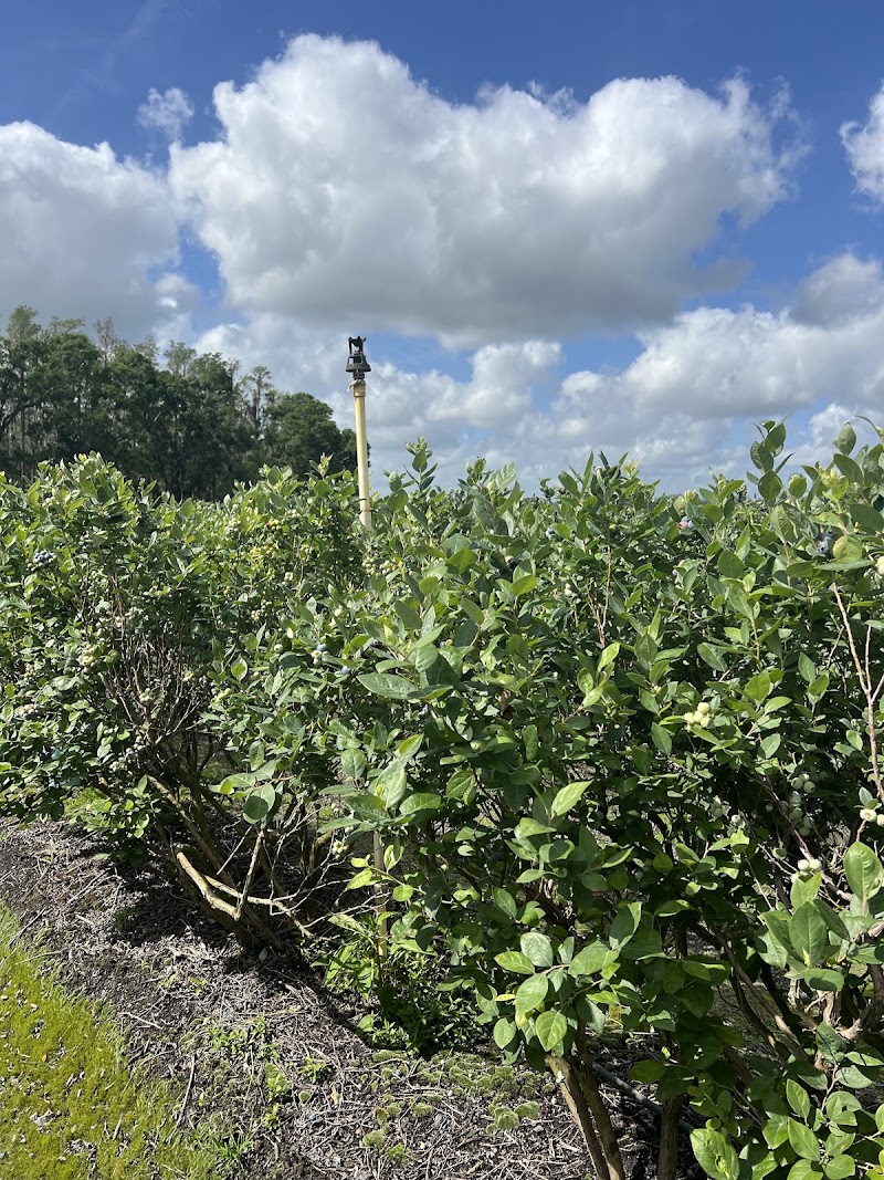 Photo of RoyalBluesFarm