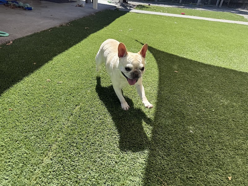 Photo of Starr Pet Resort & Grooming Spa