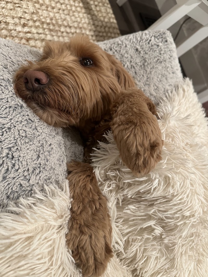 Starr Pet Resort & Grooming Spa photo 4