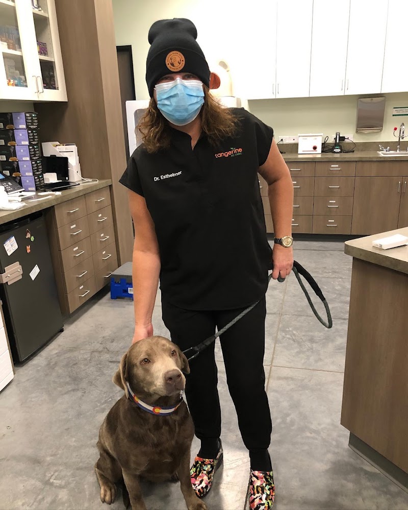 Tangerine Pet Clinic photo 4