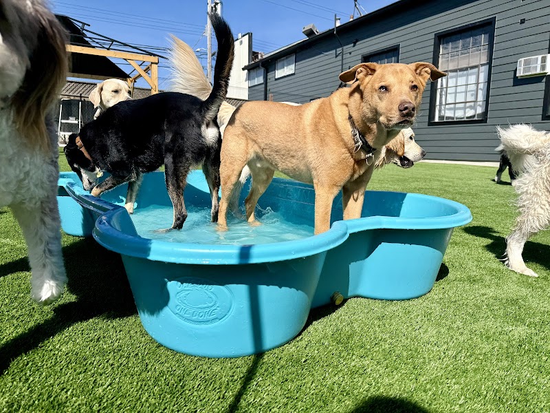 Barkz & Recreation photo 3