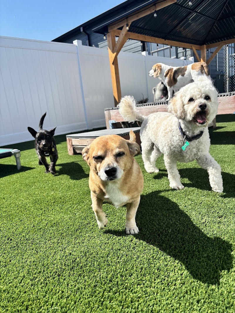 Barkz & Recreation photo 5