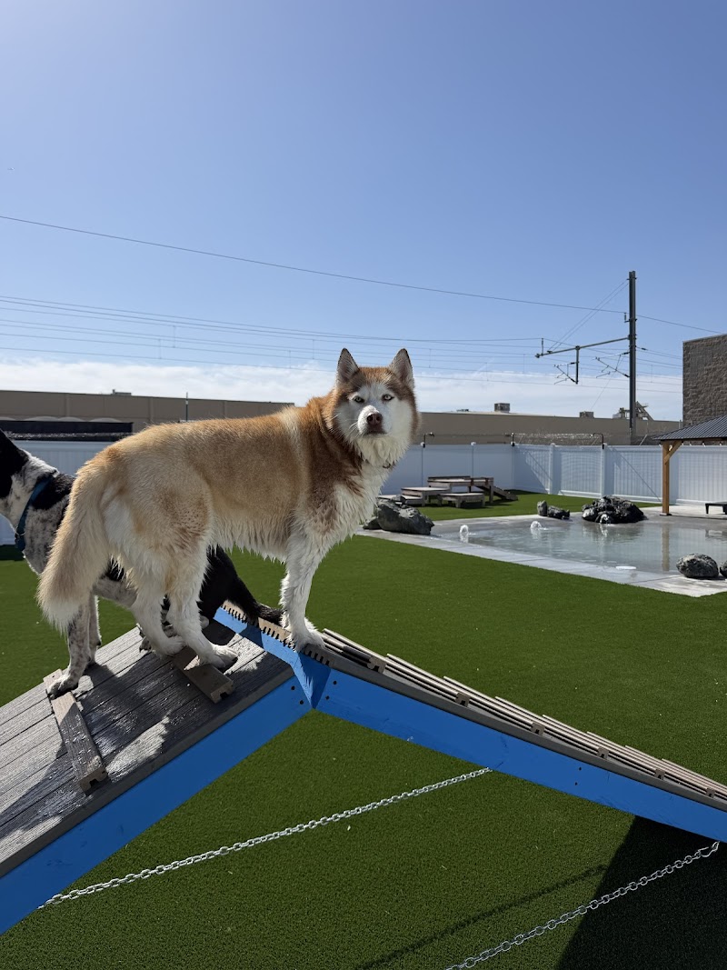 Barkz & Recreation photo 2