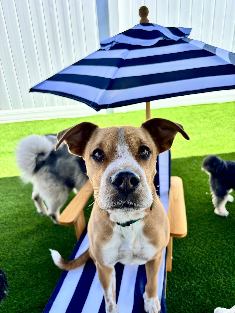 Barkz & Recreation photo 4