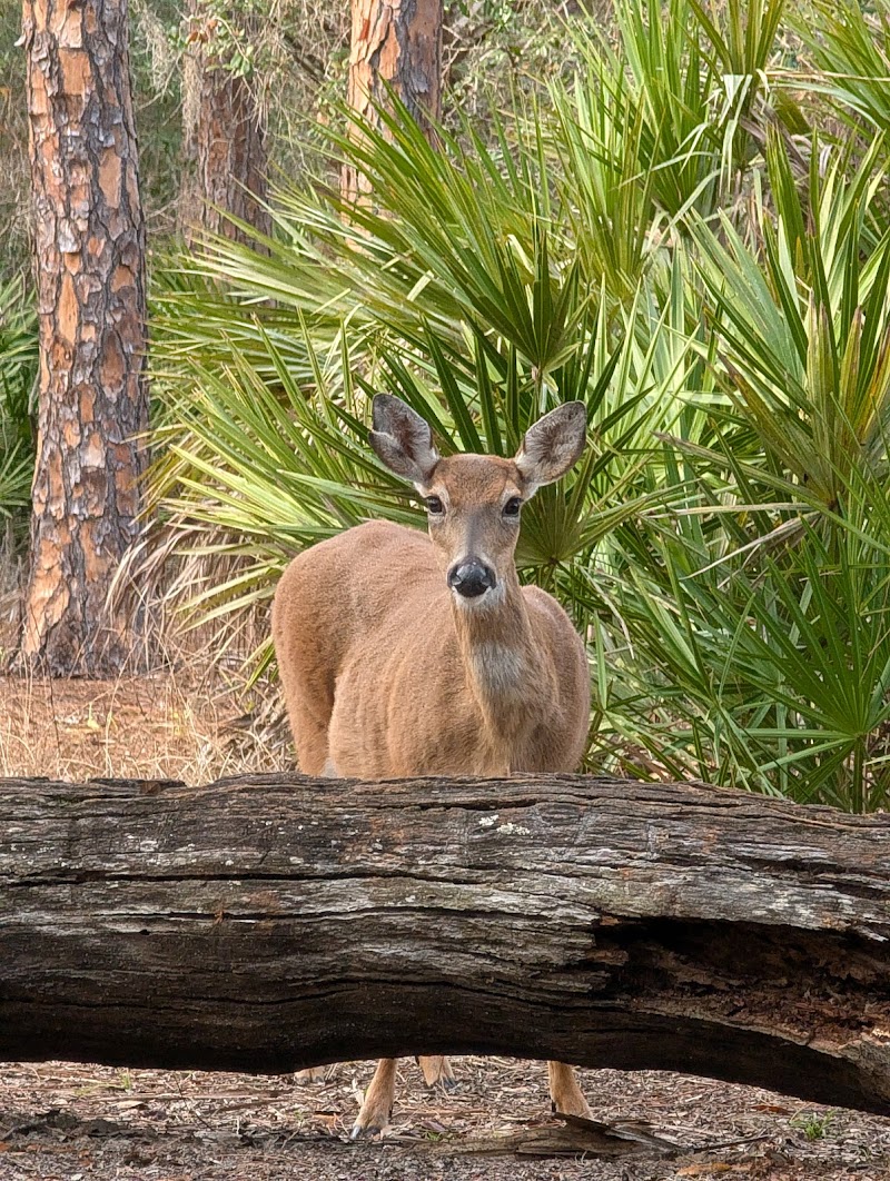 Lake Kissimmee State Park photo 3