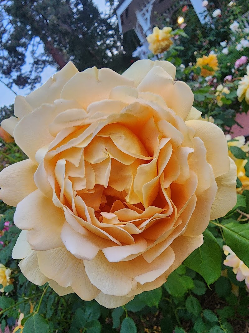 San Mateo Arboretum Society photo 3
