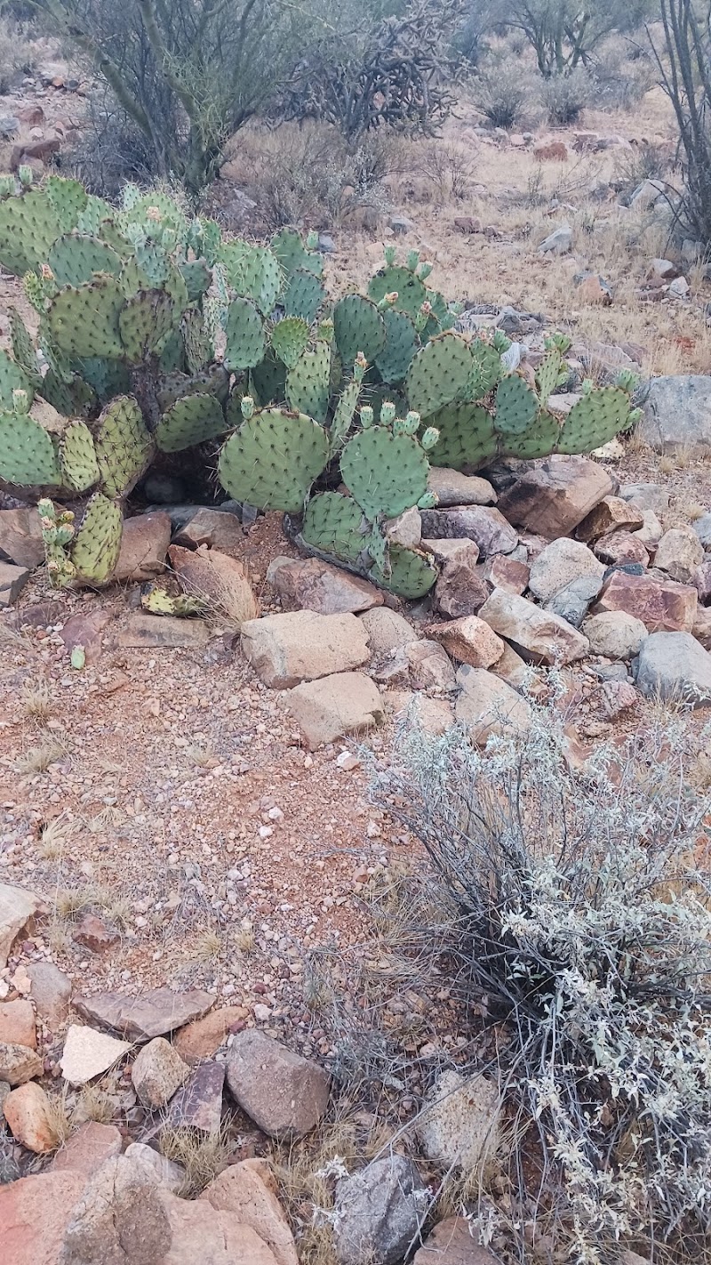 Silver Bell Cemetery photo 4