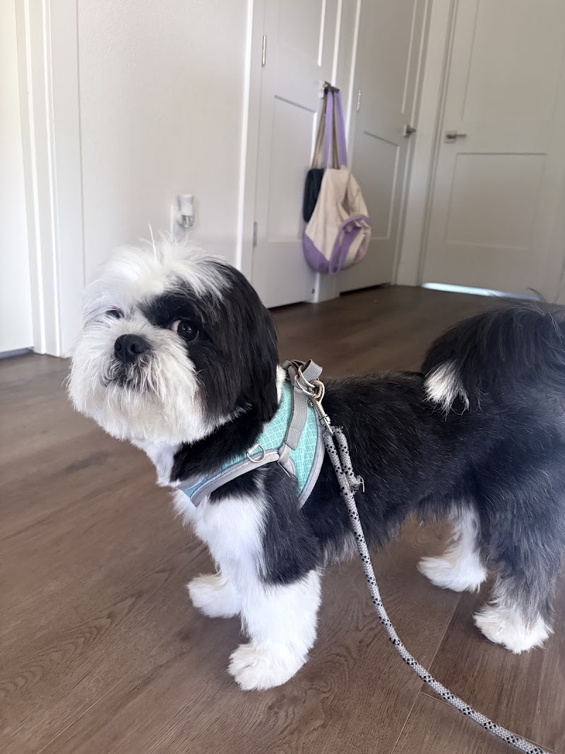 Photo of Simplicity Dog Grooming Services