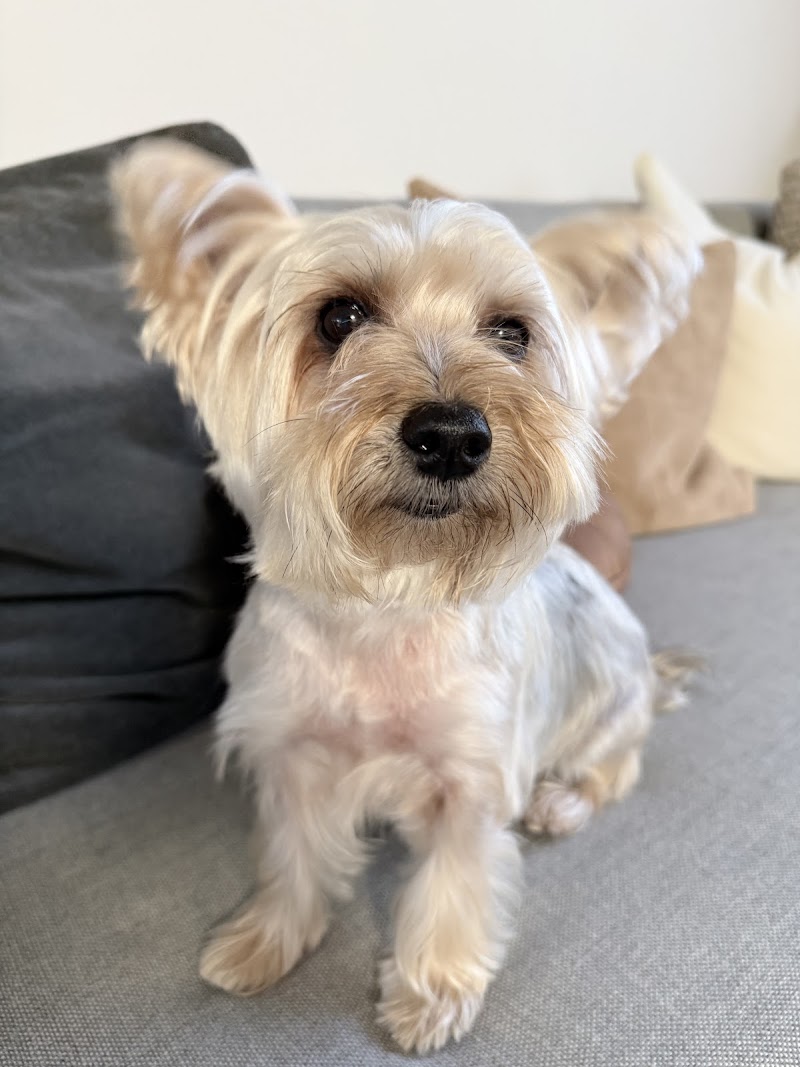 Simplicity Dog Grooming Services photo 5