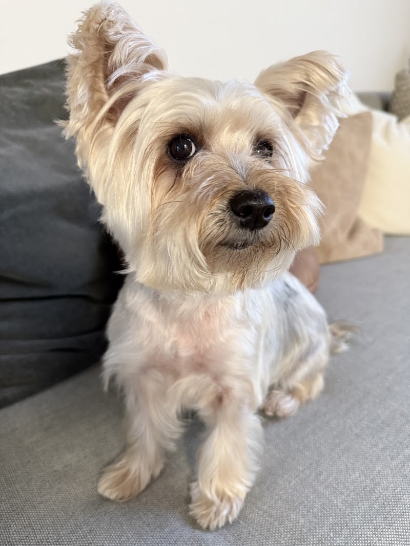 Simplicity Dog Grooming Services photo 3