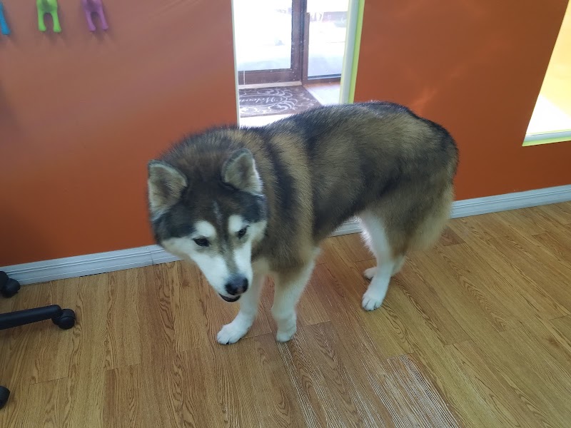 Havana Pet Salon and Spa photo 5