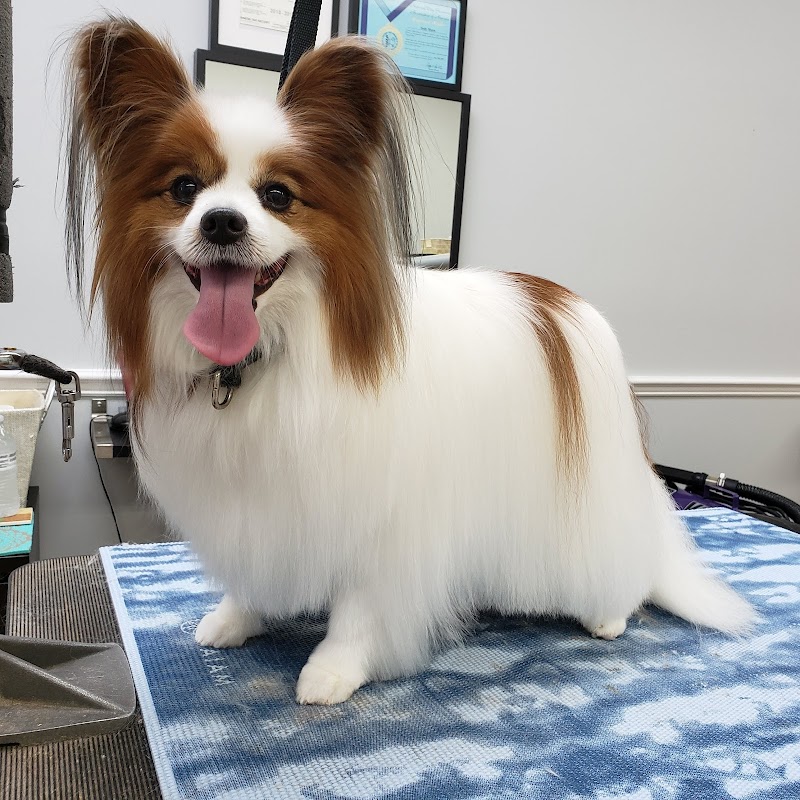 Havana Pet Salon and Spa photo 3