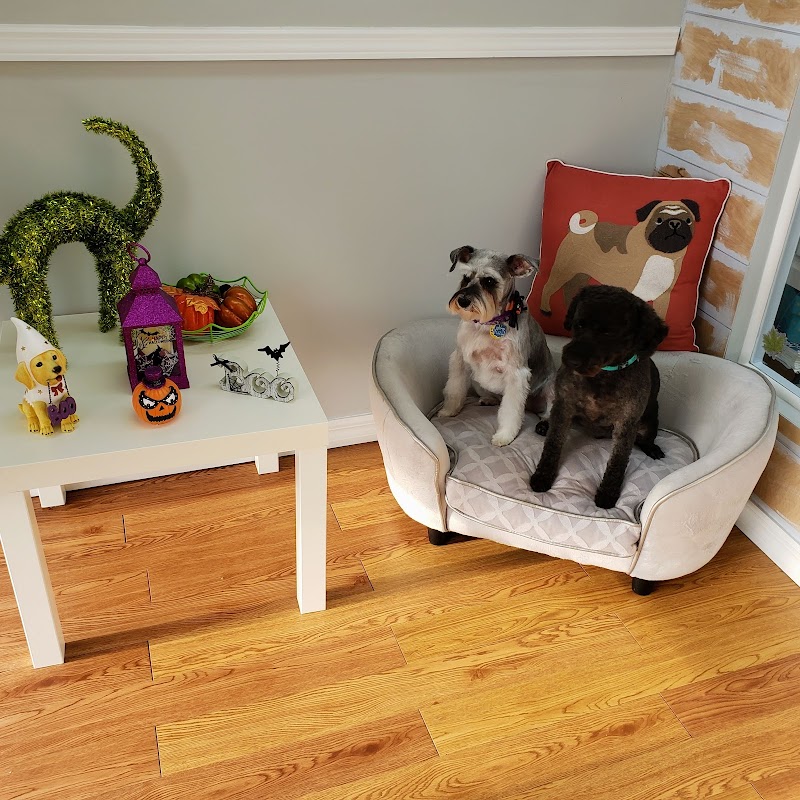Havana Pet Salon and Spa photo 4