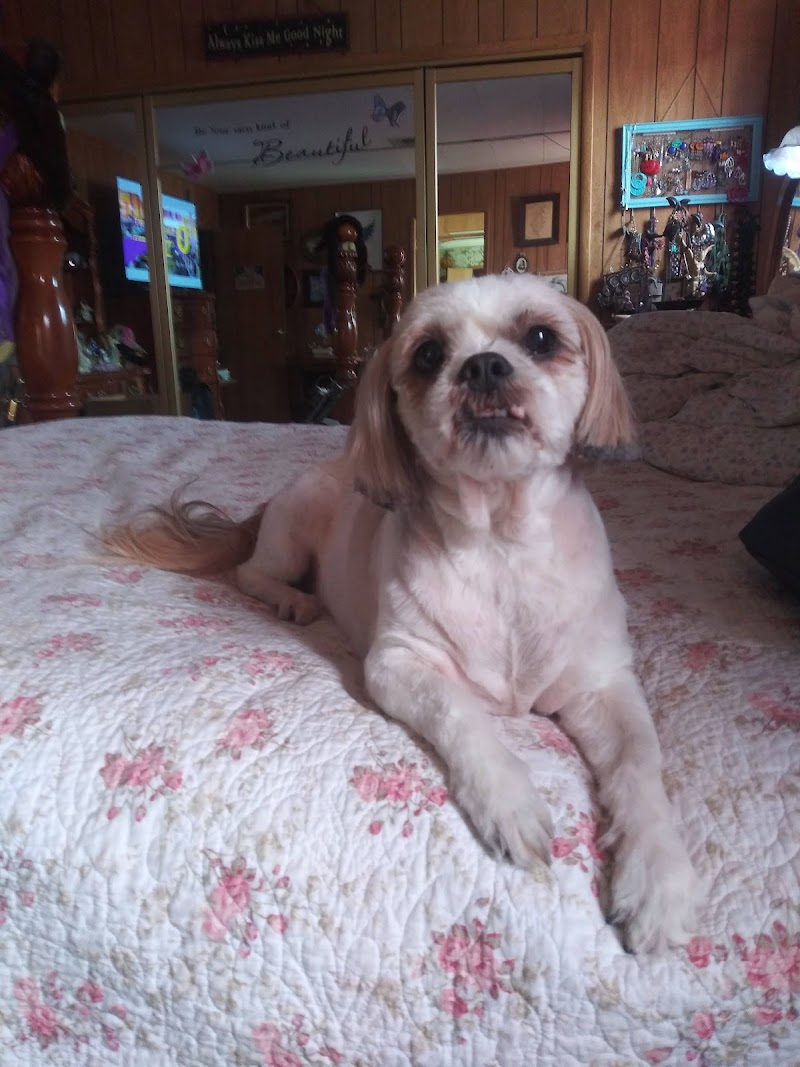 Hairy Hounds photo 4