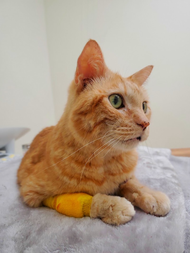 AA Animal ER Center photo 4