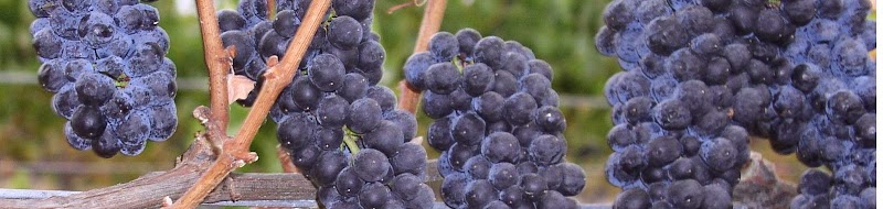 Photo of Lennox Vineyards