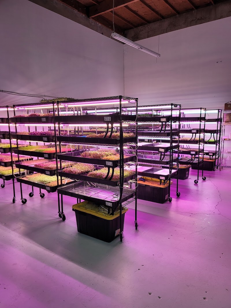 Delta Microgreens photo 4