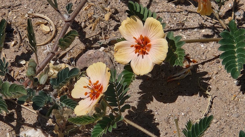 Santa Cruz River Park Trail photo 3