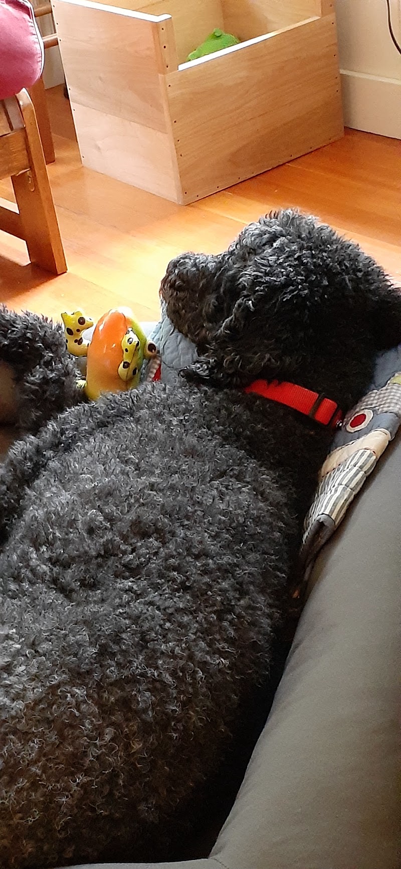 Barkers Pet Supplies photo 3