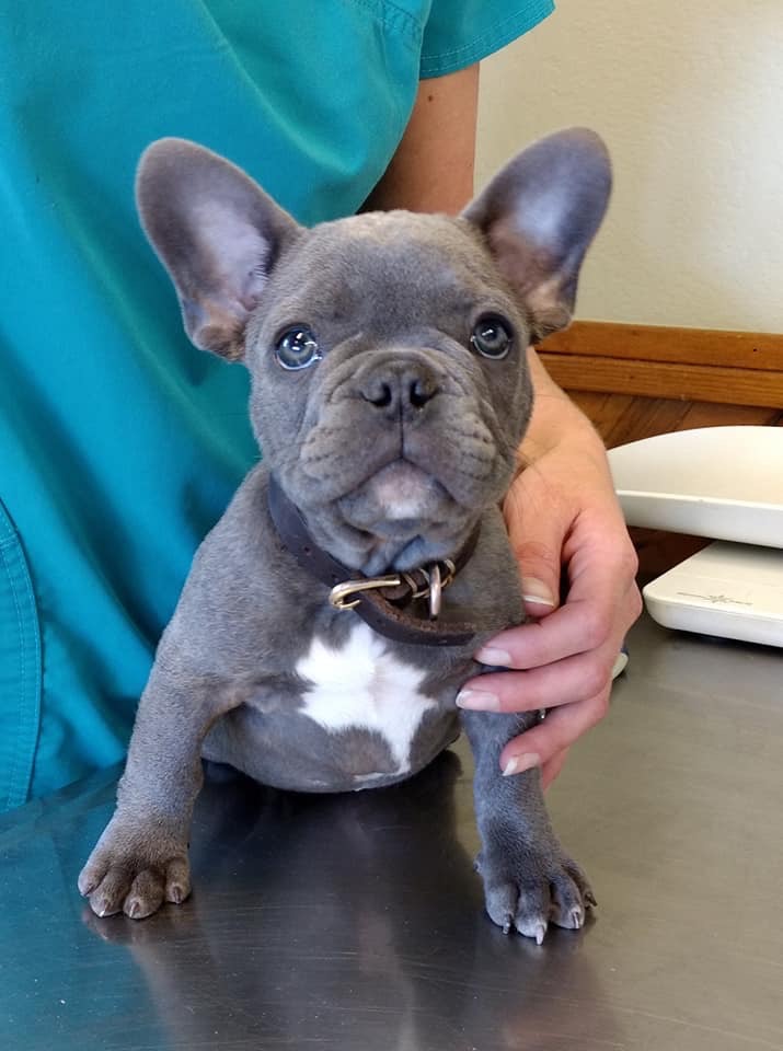 Sonoma Valley Pet Clinic photo 3
