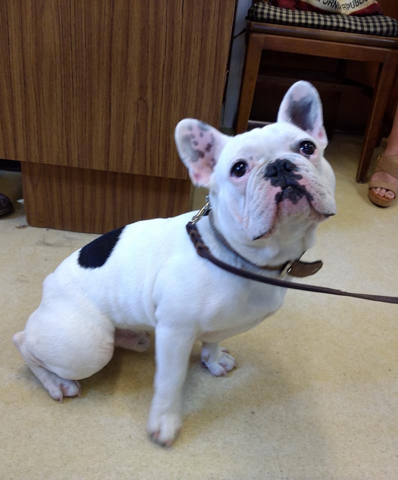 Photo of Sonoma Valley Pet Clinic