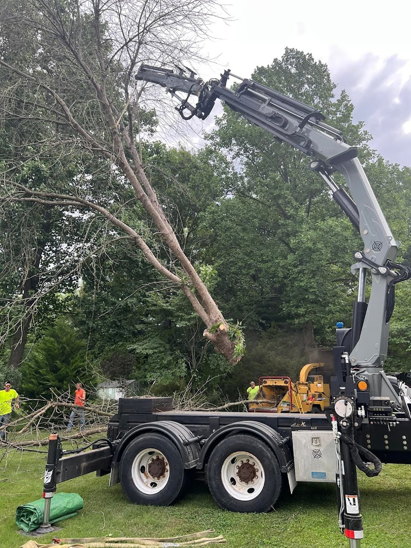 Photo of San Leandro Tree Service