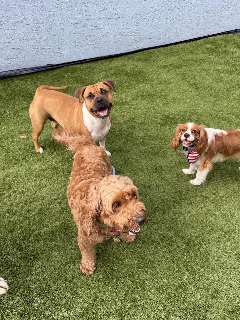 HAPPY PUPPIES - DOGGIE DAY CARE AND OVERNIGHT BOARDING photo 5