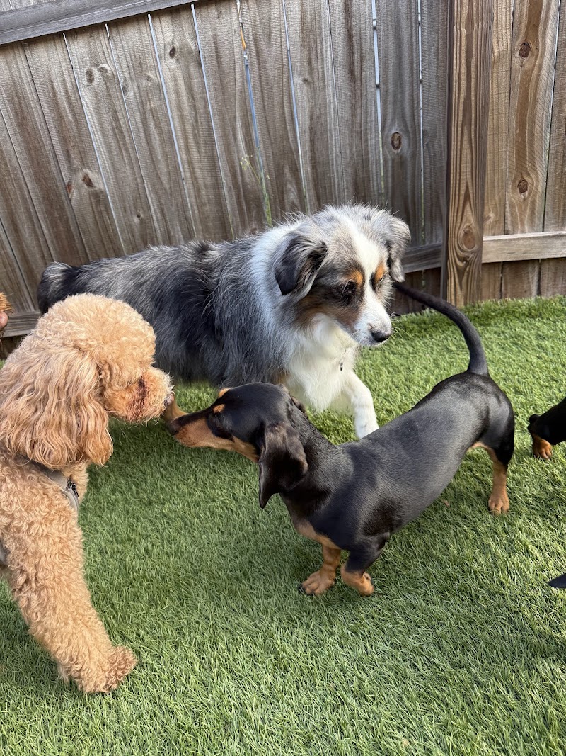 HAPPY PUPPIES - DOGGIE DAY CARE AND OVERNIGHT BOARDING photo 2